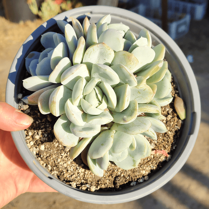 Echeveria Elegant Var. Giant (PLANTA MADRE)  1
