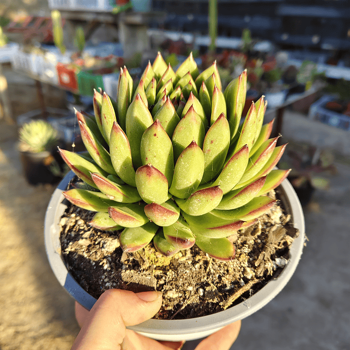 Echeveria Agavoide Christmas 1