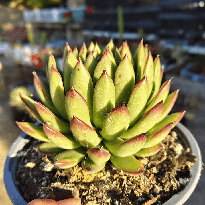 Echeveria Agavoide Christmas 2