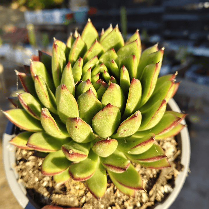 Echeveria Agavoide Christmas 3