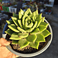 Echeveria Agavoide Dark Green  - Miniatura 2