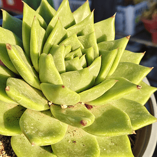 Echeveria Agavoide Dark Green 