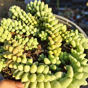 Sedum Burrito (PLANTA MADRE)