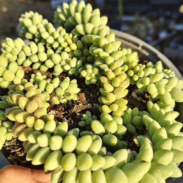 Sedum Burrito (PLANTA MADRE) 2