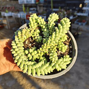 Sedum Burrito (PLANTA MADRE)
