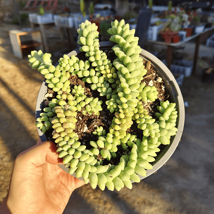 Sedum Burrito (PLANTA MADRE) 3