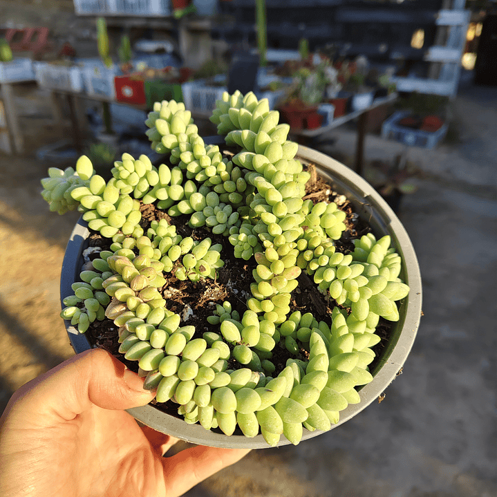 Sedum Burrito (PLANTA MADRE) 4