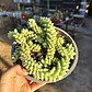 Sedum Burrito (PLANTA MADRE) - Miniatura 4