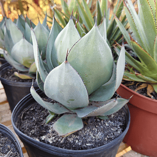 Agave Celsii Nova