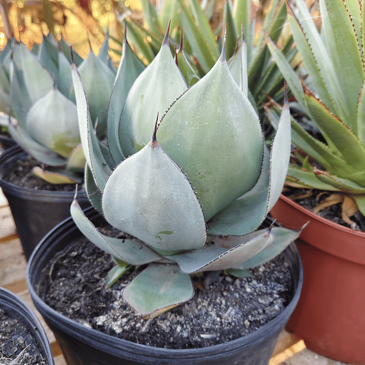 Agave Celsii Nova 1
