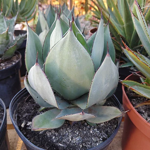 Agave Celsii Nova