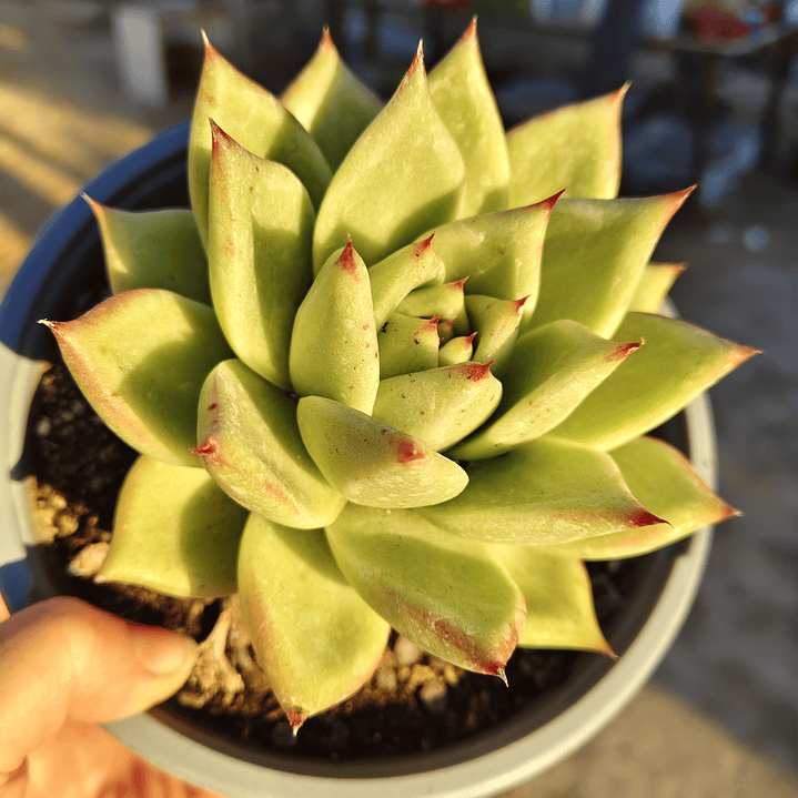 Echeveria agavoide Lavirgin 3