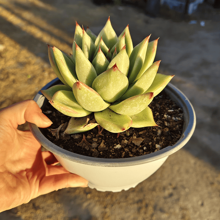 Echeveria agavoide Lavirgin 5