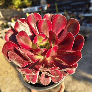Aeonium Mardi Gras (con hijos)