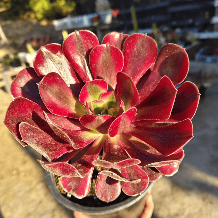 Aeonium Mardi Gras (con hijos) 1