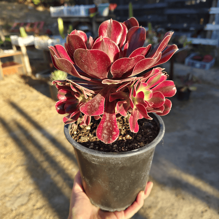 Aeonium Mardi Gras (con hijos) 2