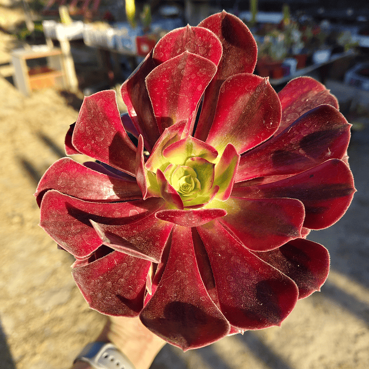 Aeonium Mardi Gras (con hijos) 3