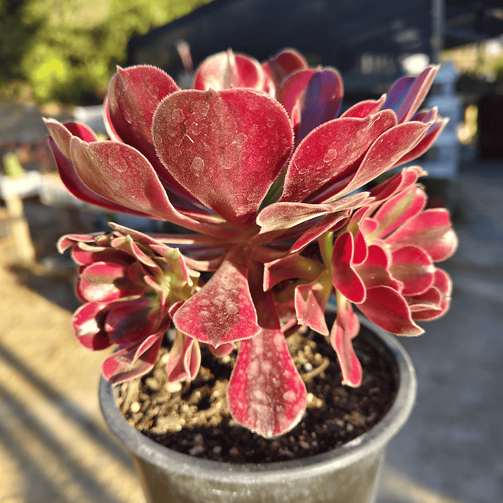 Aeonium Mardi Gras (con hijos) 5