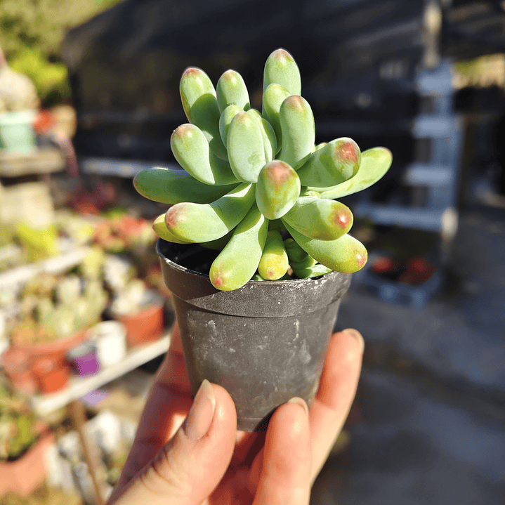 Sedum Pachyphyllum 2