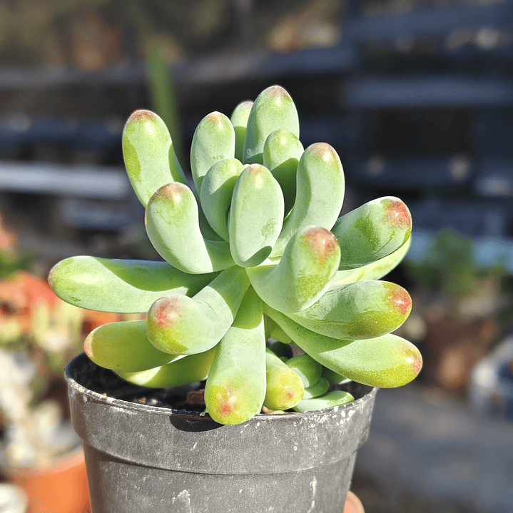 Sedum Pachyphyllum 1