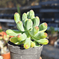 Sedum Pachyphyllum - Miniatura 1