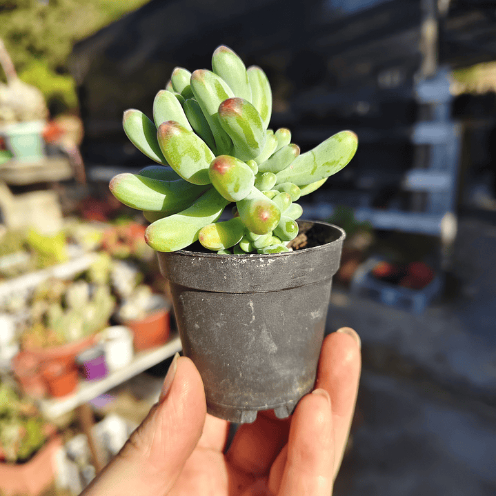 Sedum Pachyphyllum 3