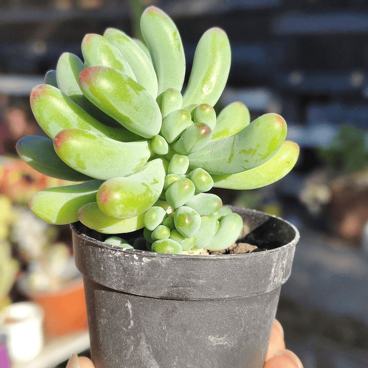 Sedum Pachyphyllum 4