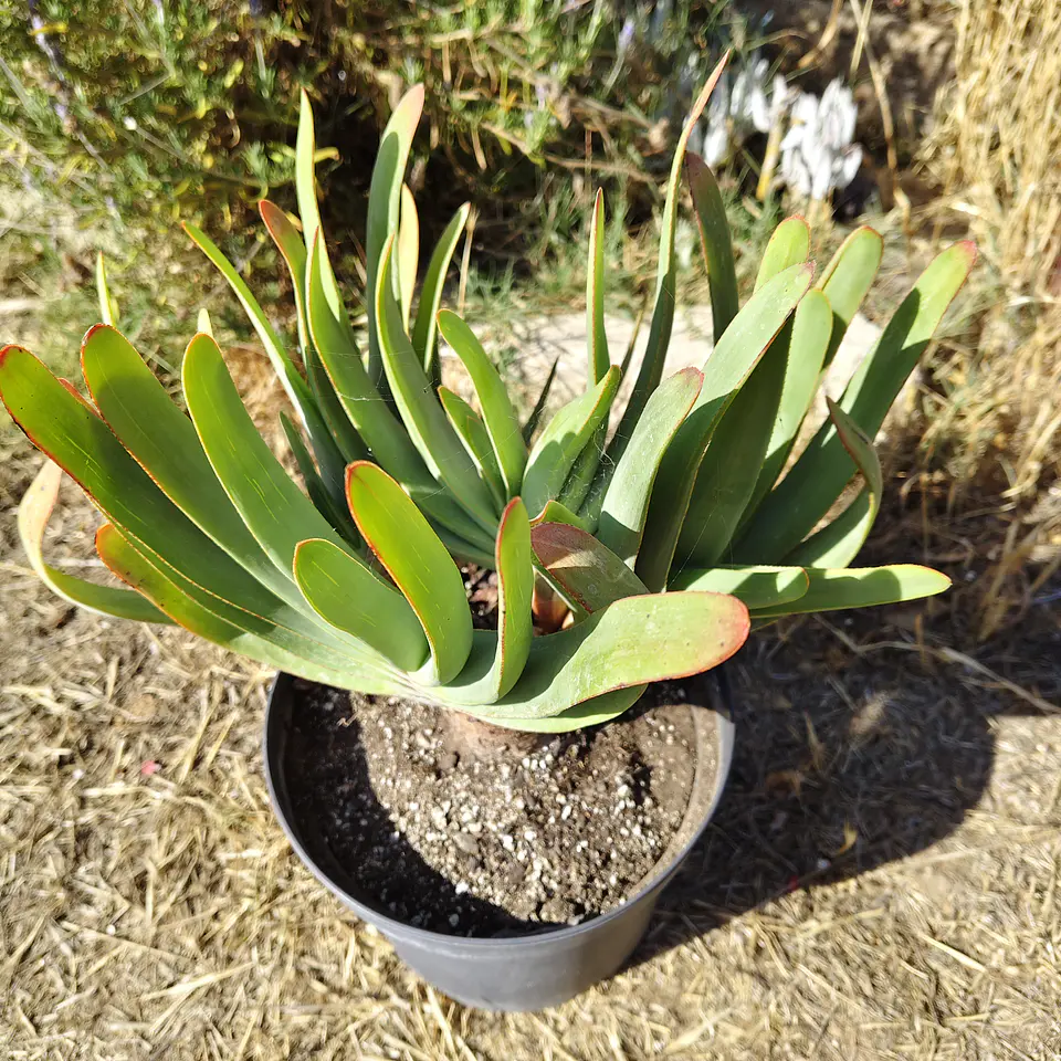 Aloe Plicatilis 2