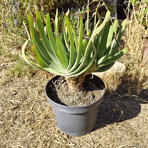 Aloe Plicatilis