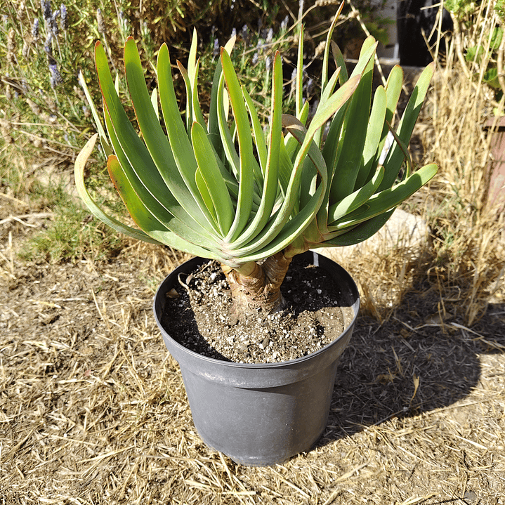 Aloe Plicatilis 1