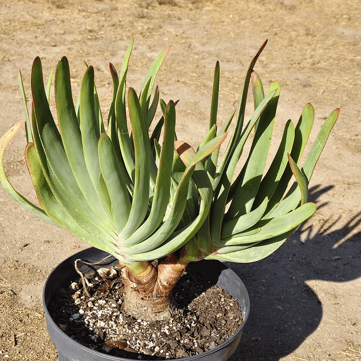 Aloe Plicatilis 3