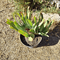 Aloe Plicatilis - Miniatura 4