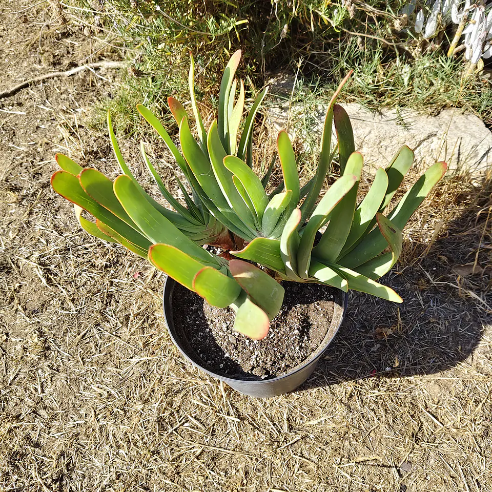 Aloe Plicatilis 4
