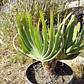Aloe Plicatilis - Miniatura 5