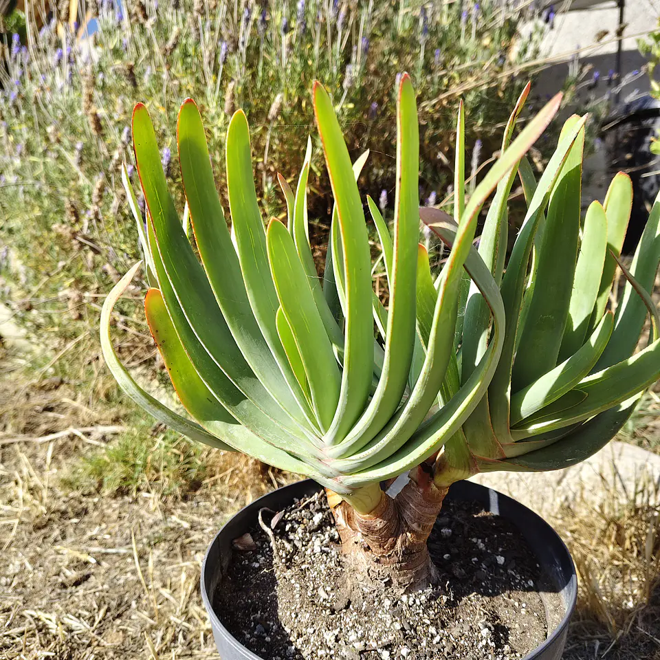 Aloe Plicatilis 5