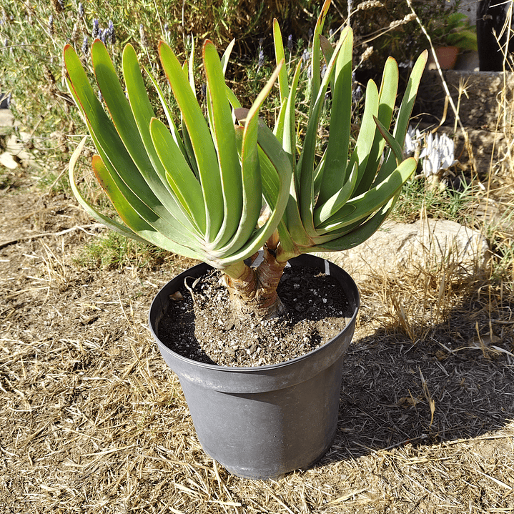 Aloe Plicatilis 6