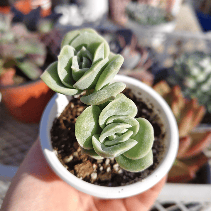 Graptoveria Lovely Rose  6