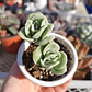 Graptoveria Lovely Rose  - Miniatura 6