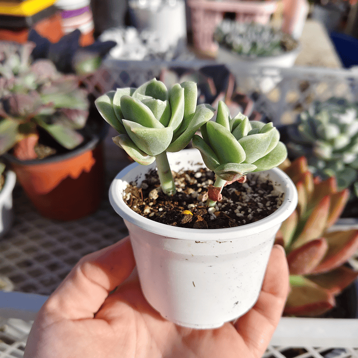 Graptoveria Lovely Rose  7