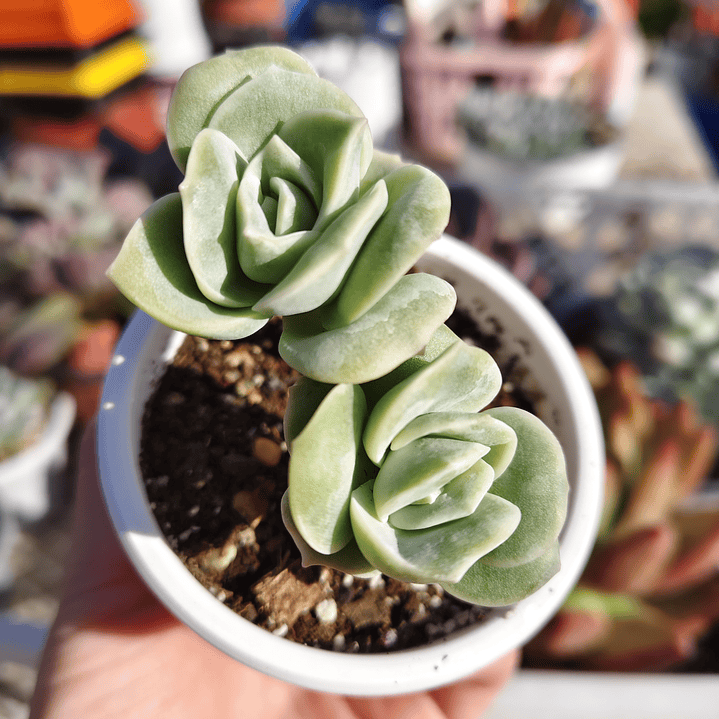 Graptoveria Lovely Rose  8