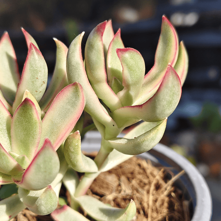 Crassula Candy Cane 2
