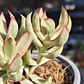 Crassula Candy Cane - Miniatura 2