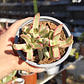 Crassula Candy Cane - Miniatura 3