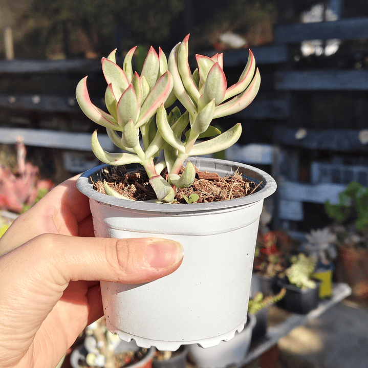 Crassula Candy Cane 4