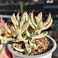 Crassula Candy Cane - Miniatura 1