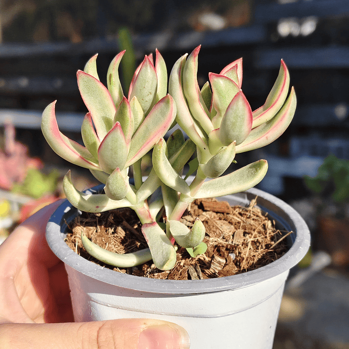 Crassula Candy Cane 5