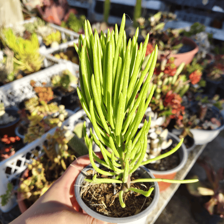 Senecio Cilindricus  2