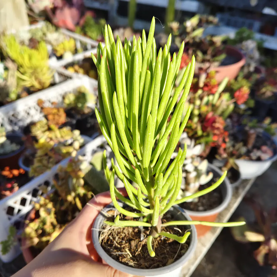 Senecio Cilindricus  2