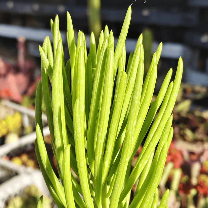 Senecio Cilindricus  3