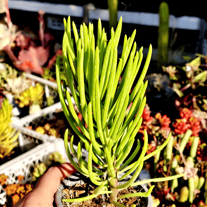 Senecio Cilindricus  4